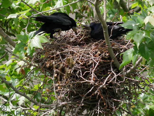 Un couple de corbeaux freux