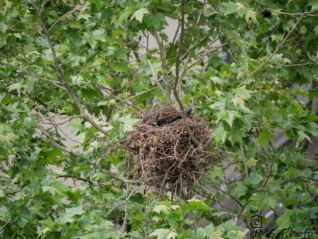 Un corbeau freux