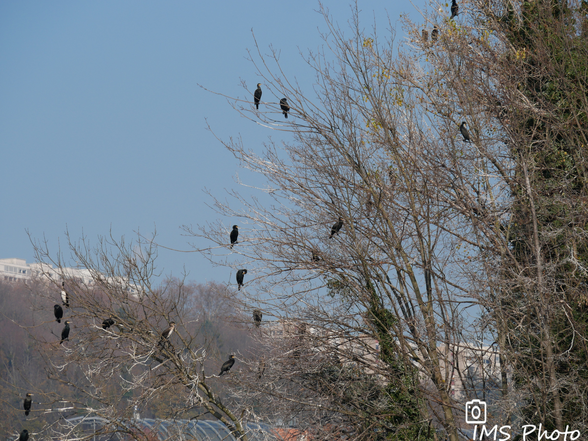 Une colonie de grands cormorans