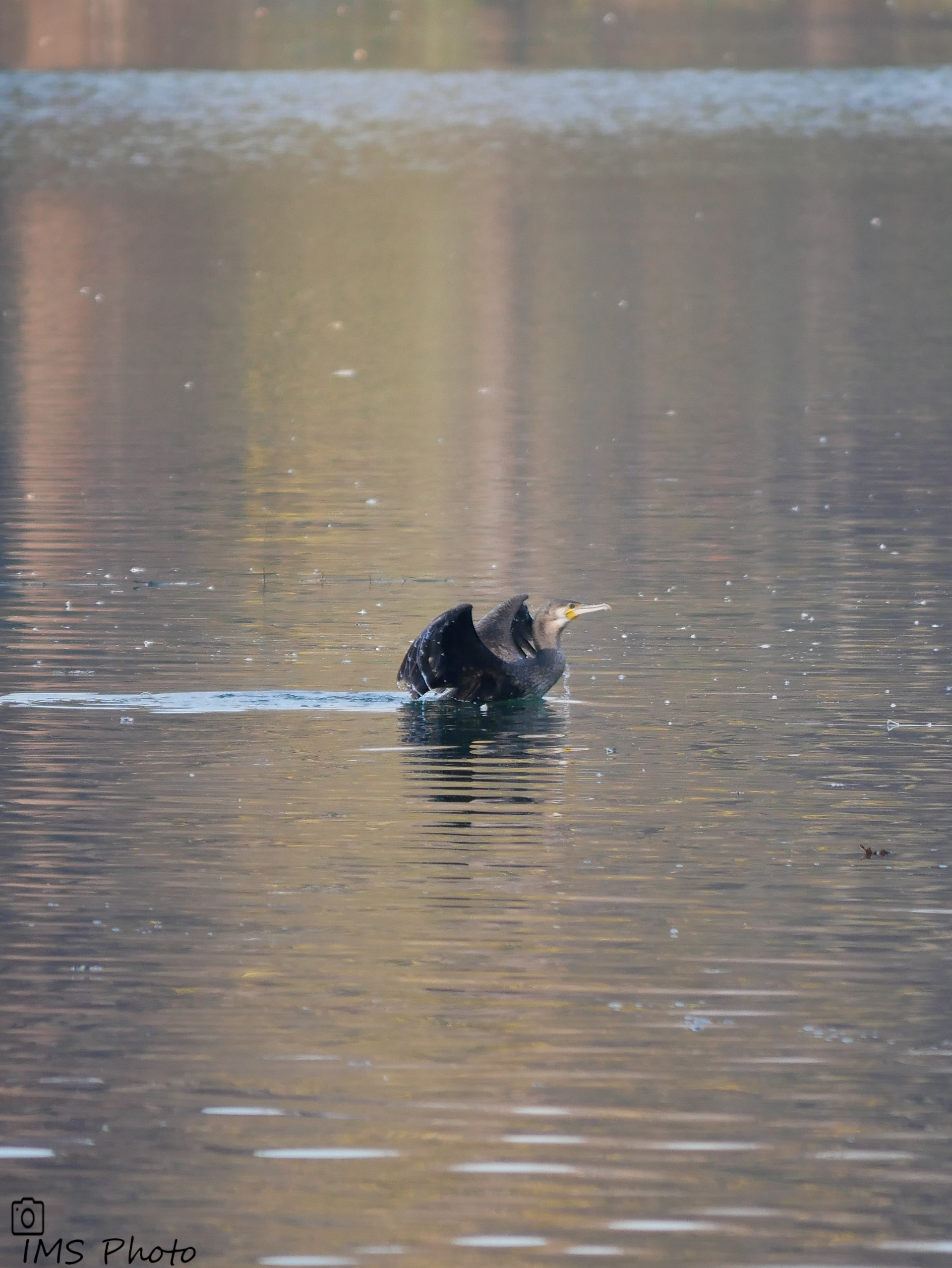 Un grand cormoran