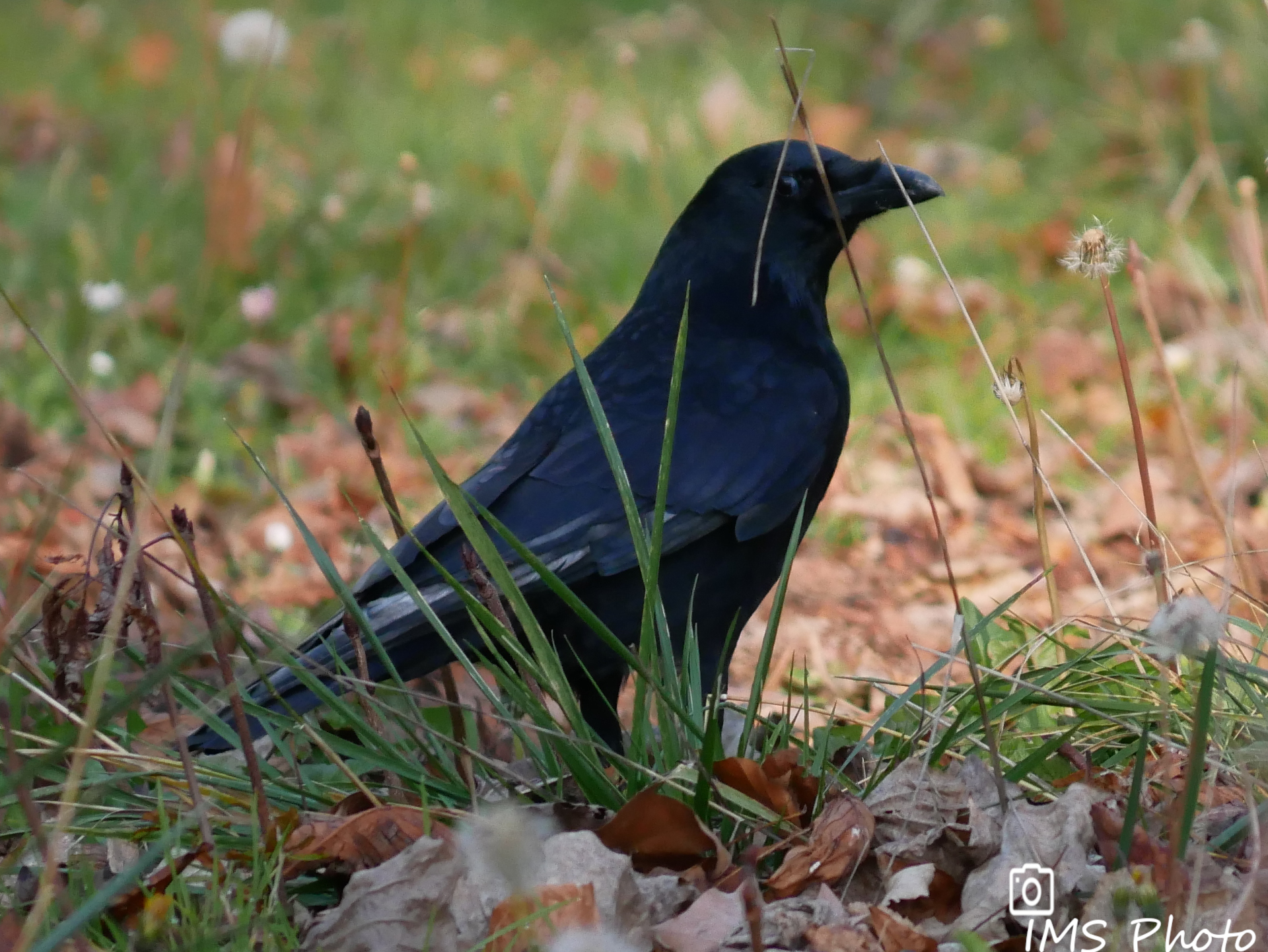 Une corneille noire