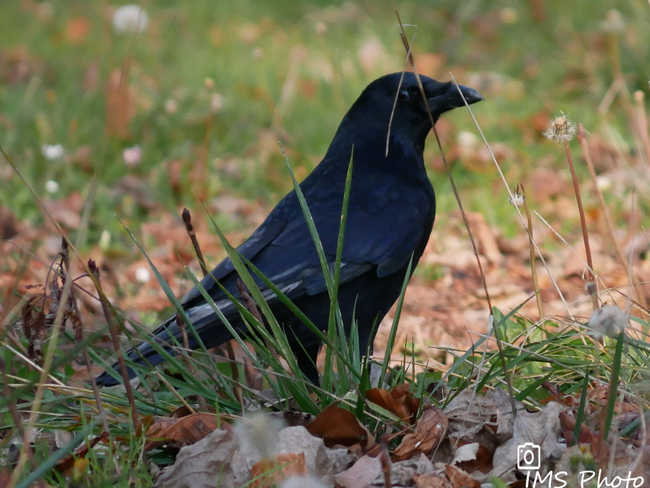 Une corneille noire