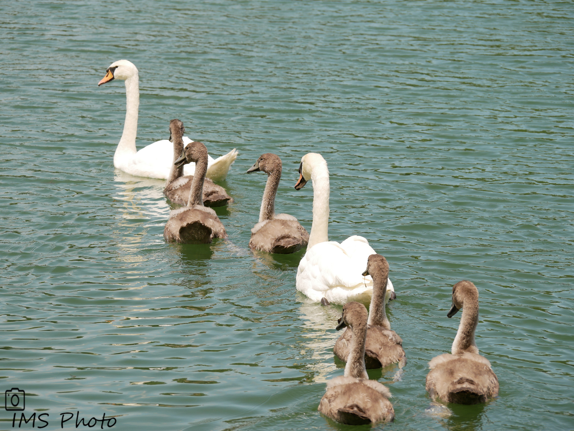 Une famille de cygnes tuberculés