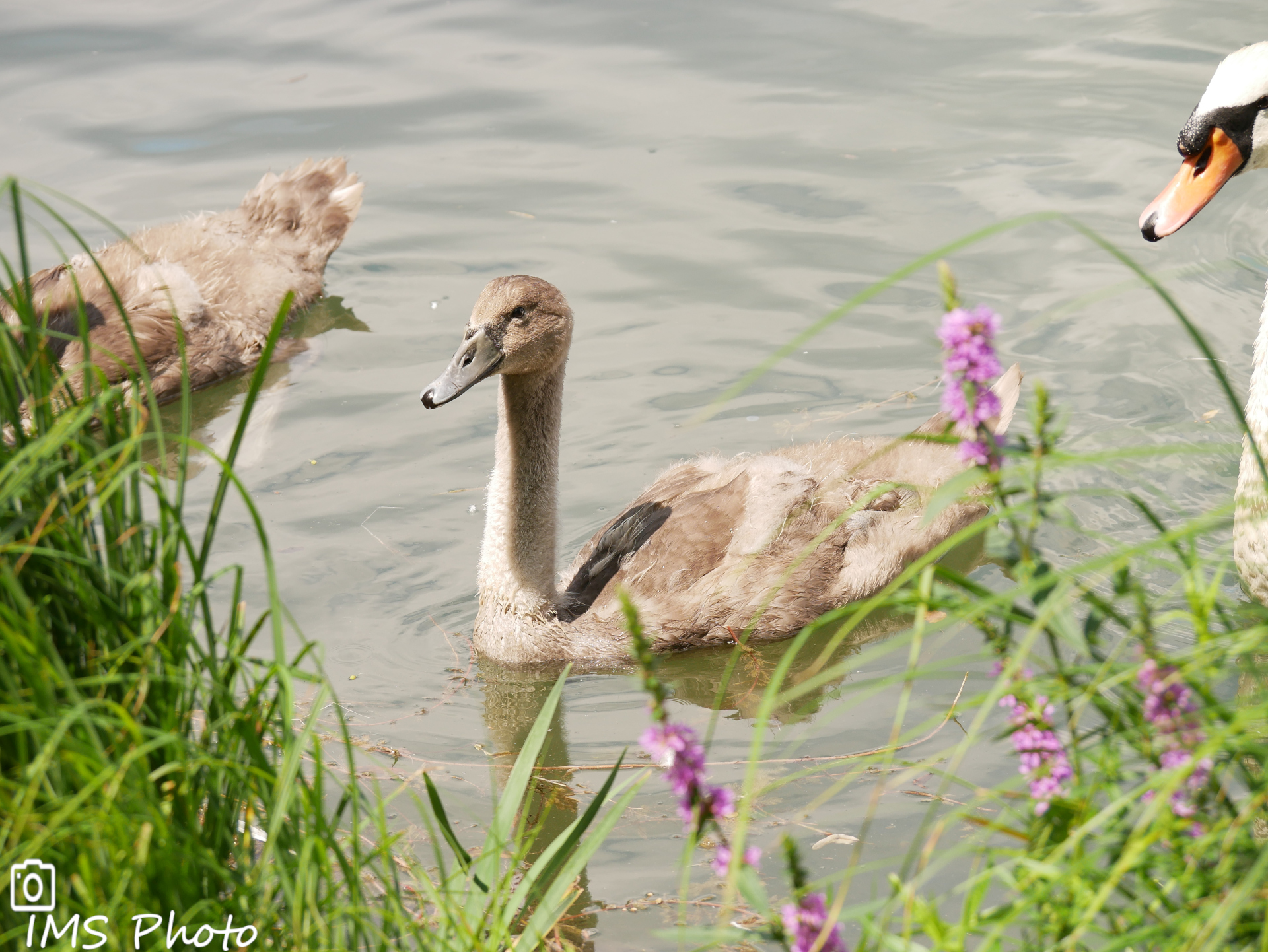 Un jeune cygne tuberculé