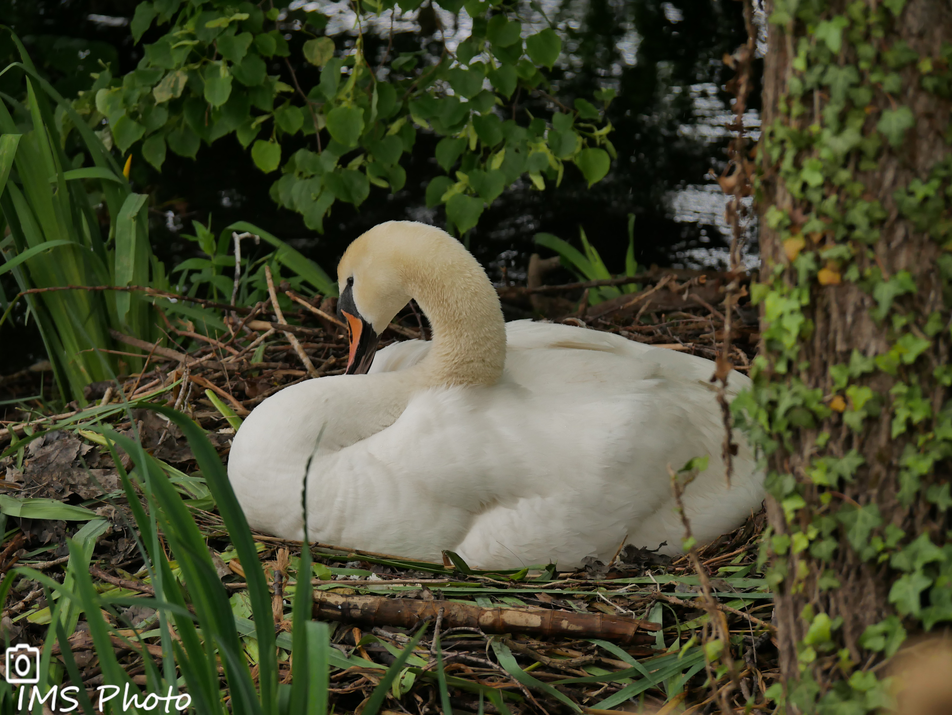 Un cygne tuberculé