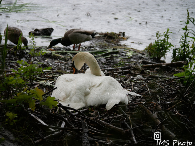 Un cygne tuberculé