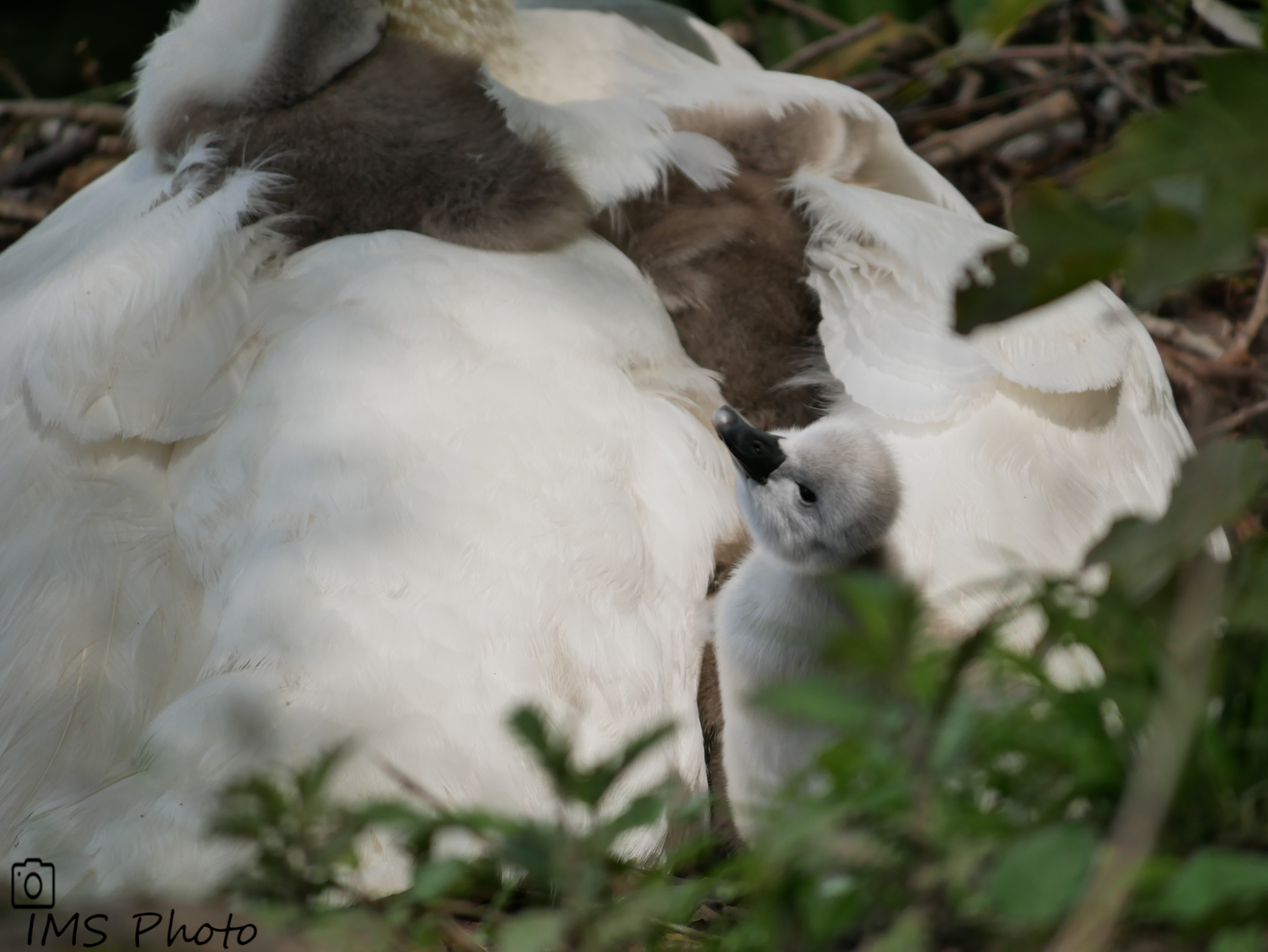 Un jeune cygne tuberculé