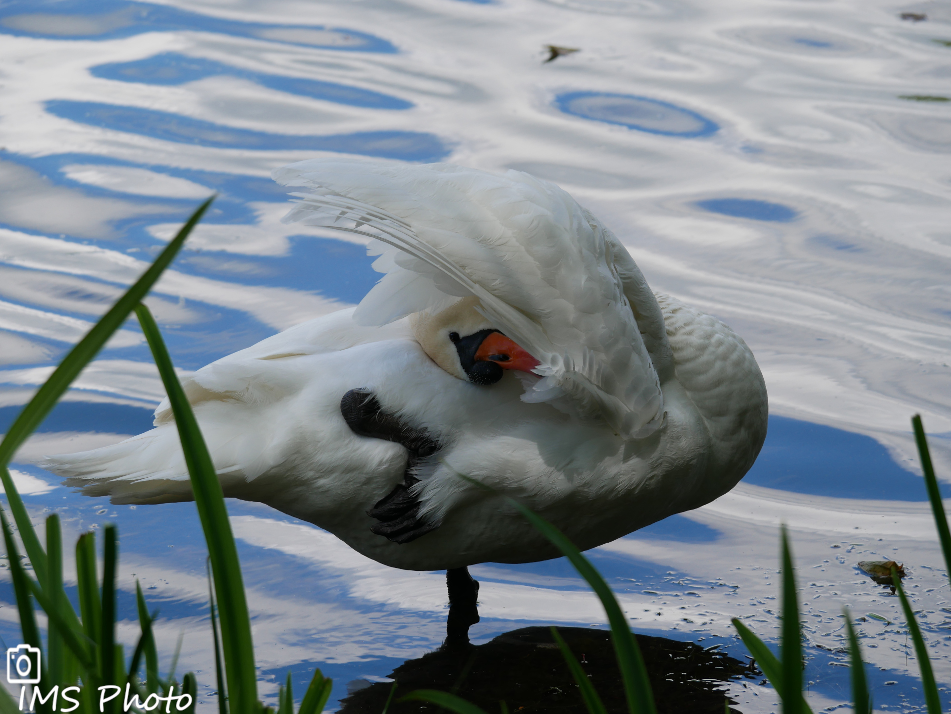 Un cygne tuberculé