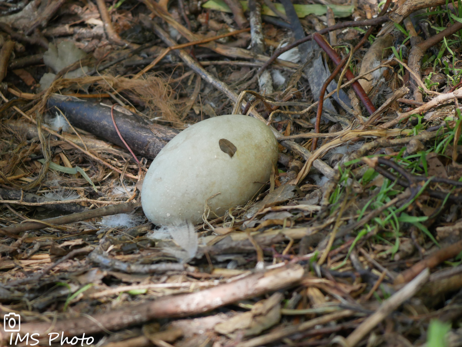 Un œuf de cygne tuberculé