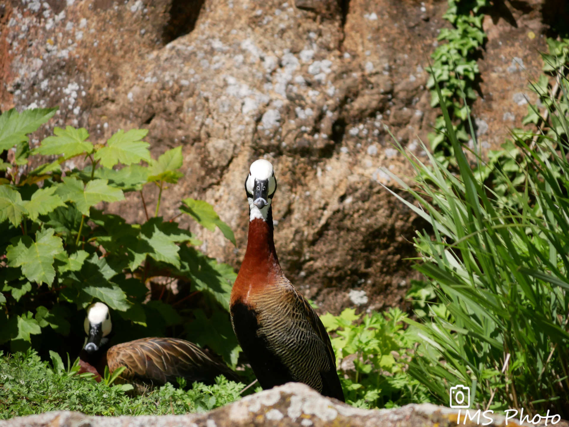 Deux dendrocygnes veufs