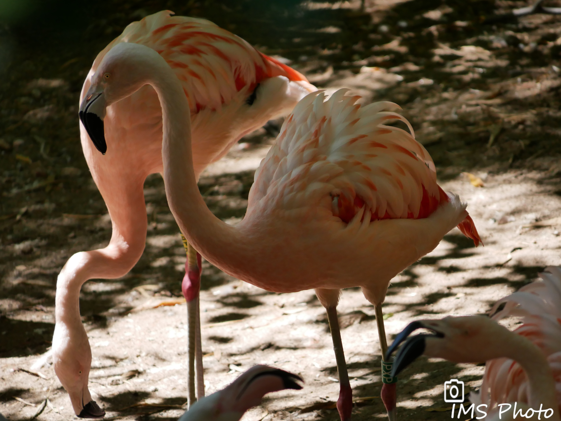 Des flamants roses