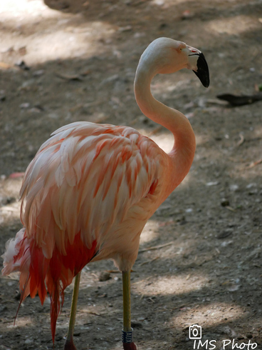 Un flamant rose