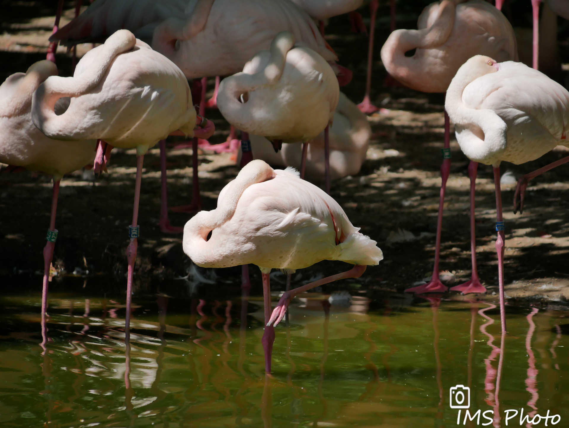 Des flamants roses