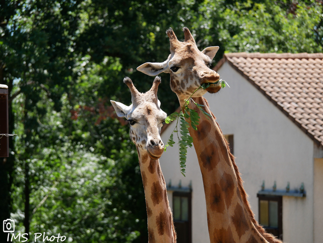 Des girafes