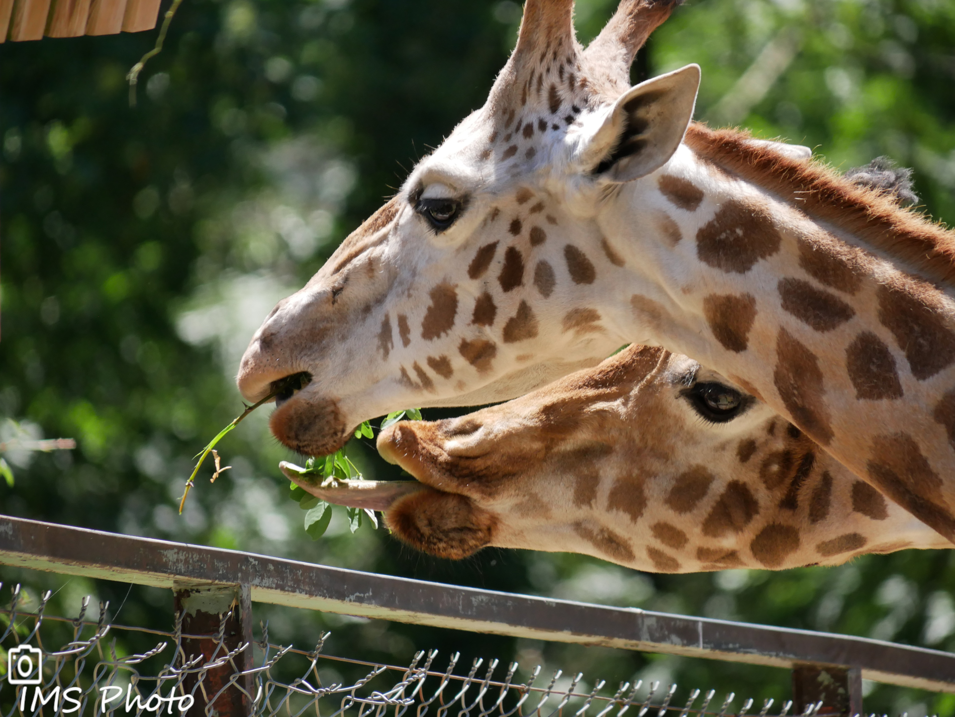 Des girafes