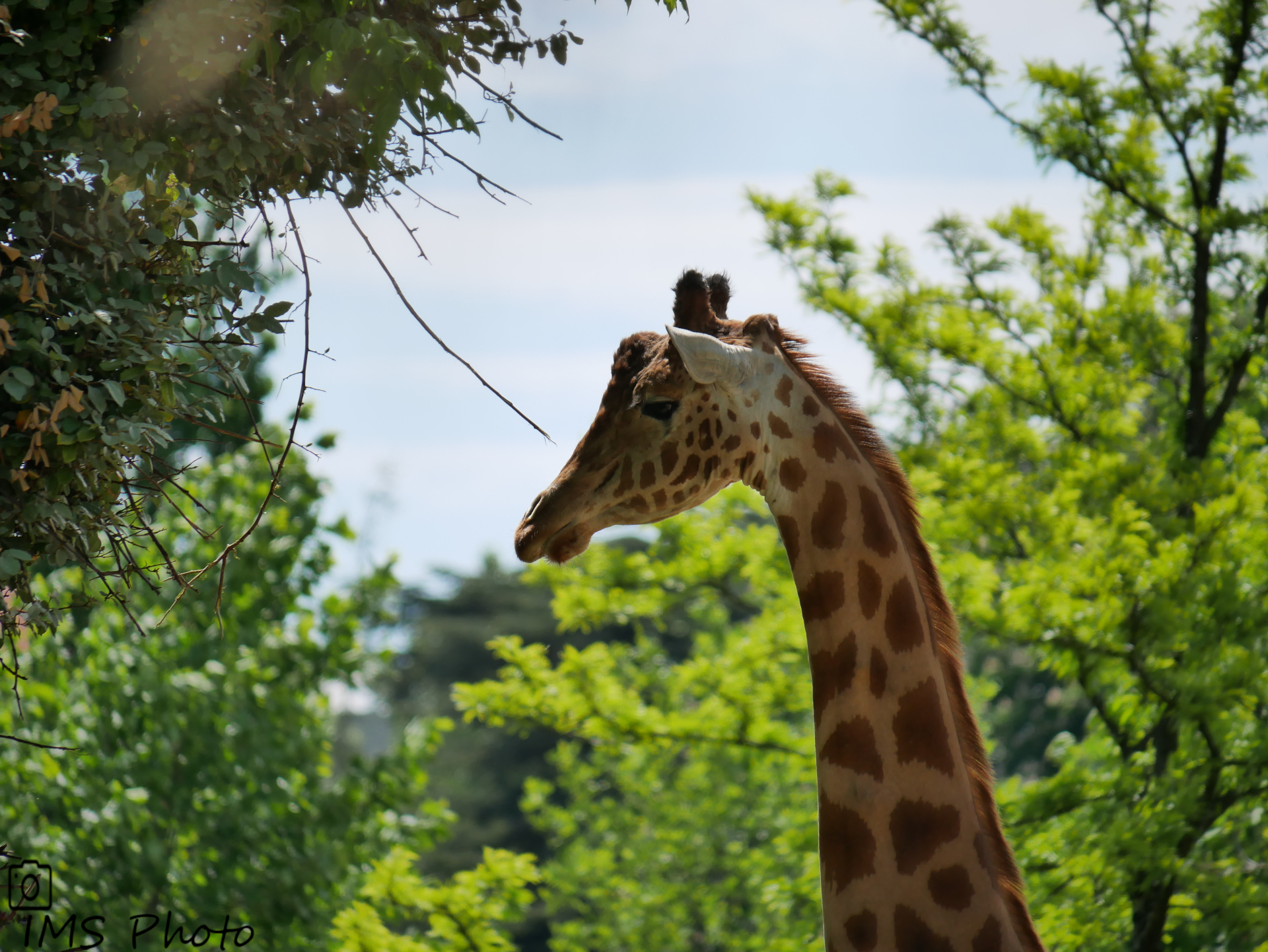 Une girafe