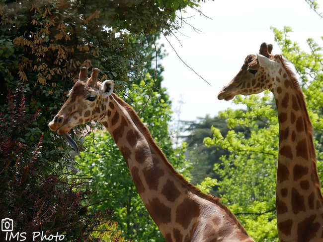 Des girafes