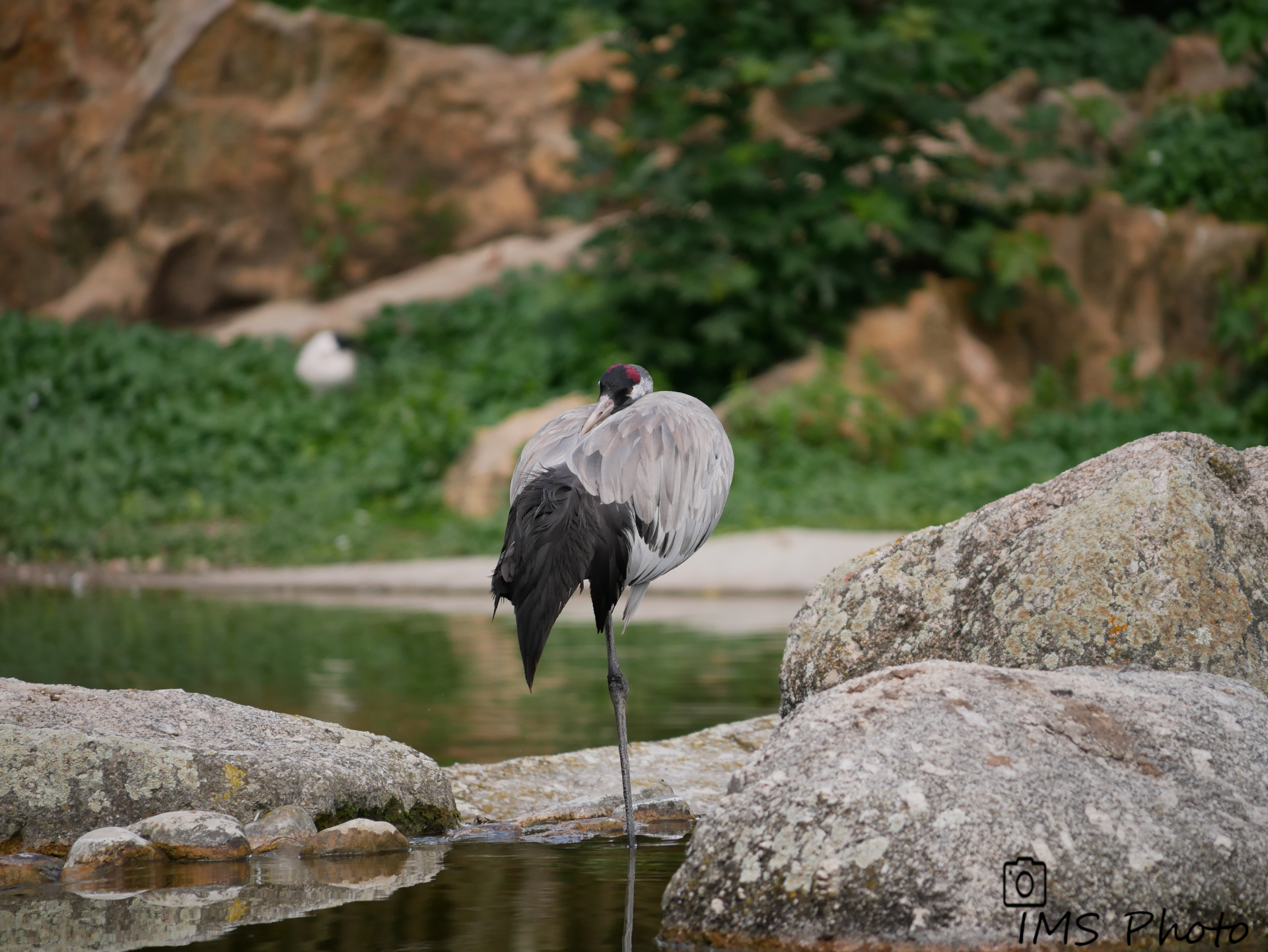 Une grue cendrée