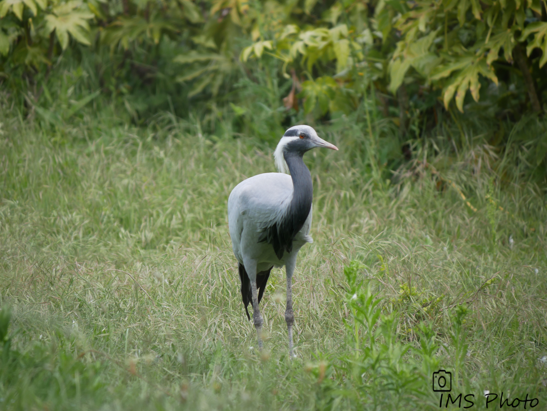 Une grue demoiselle