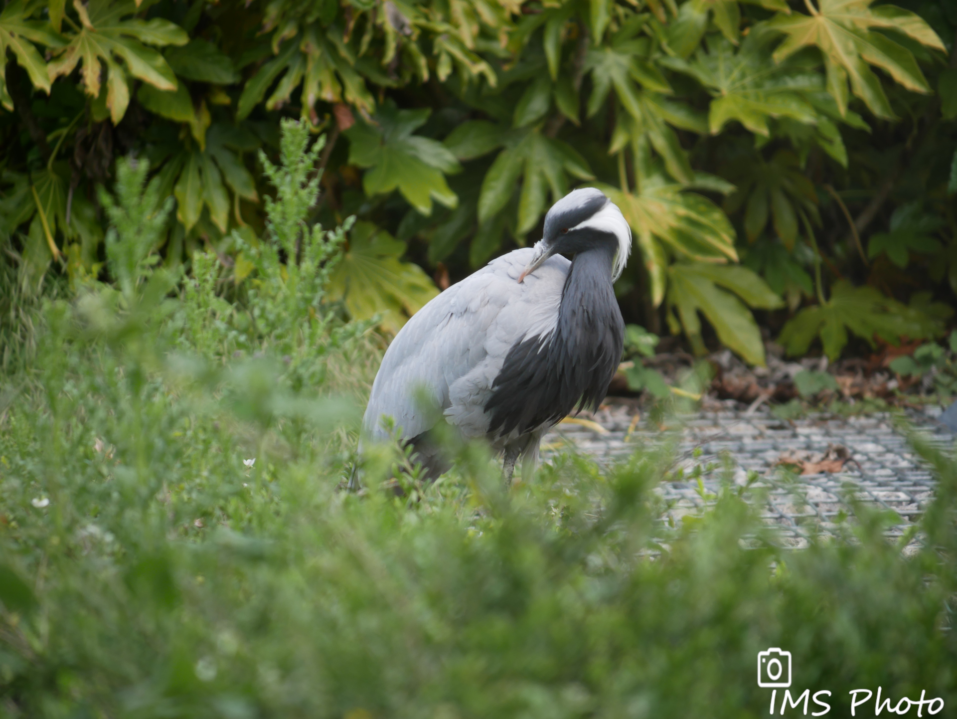 Une grue demoiselle