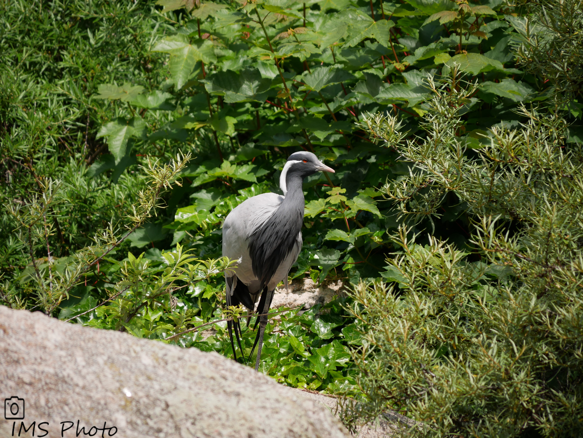 Une grue demoiselle