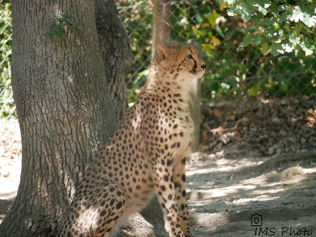 Un guépard