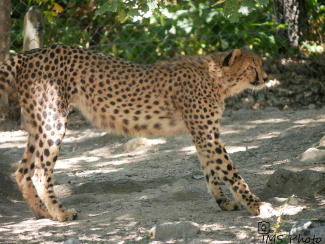 Un guépard