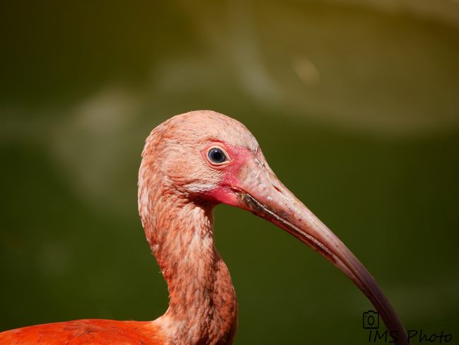 Un ibis rouge