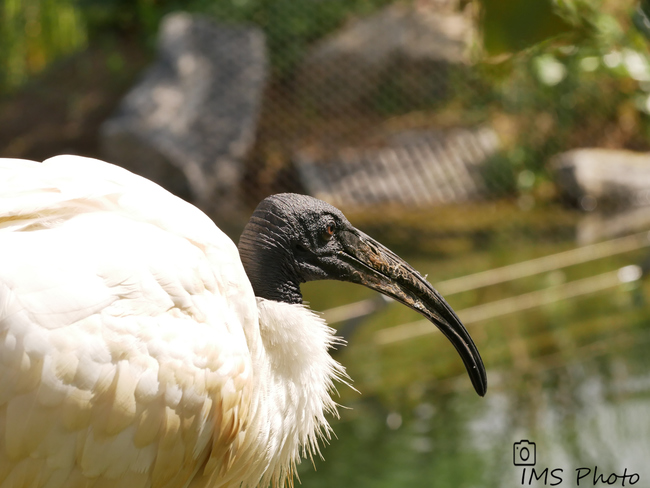 Un ibis à tête noire