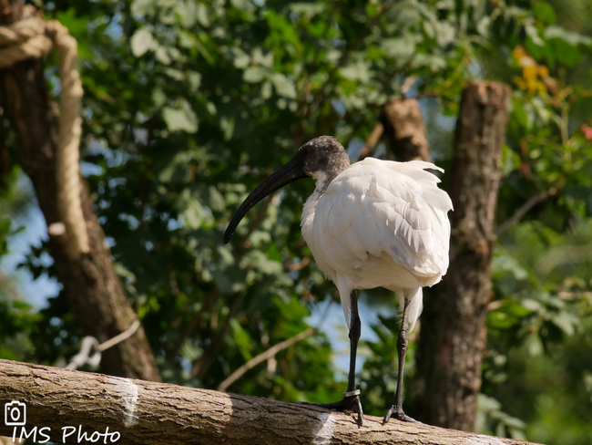 Un ibis à tête noire