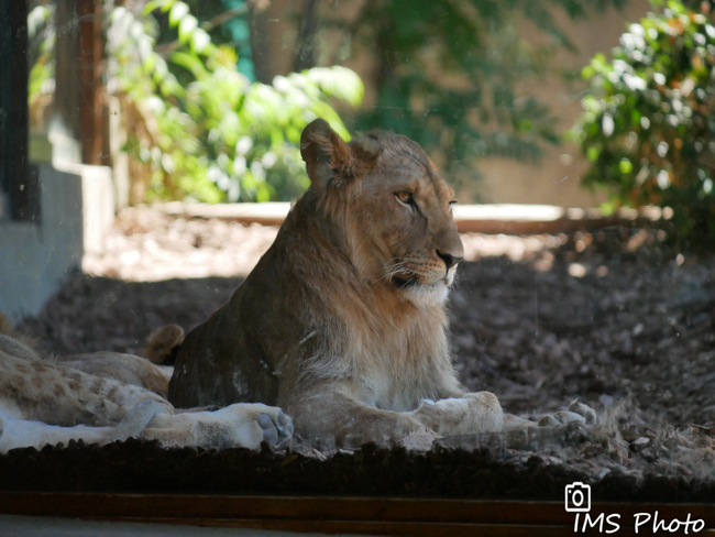 Un jeune lion mâle