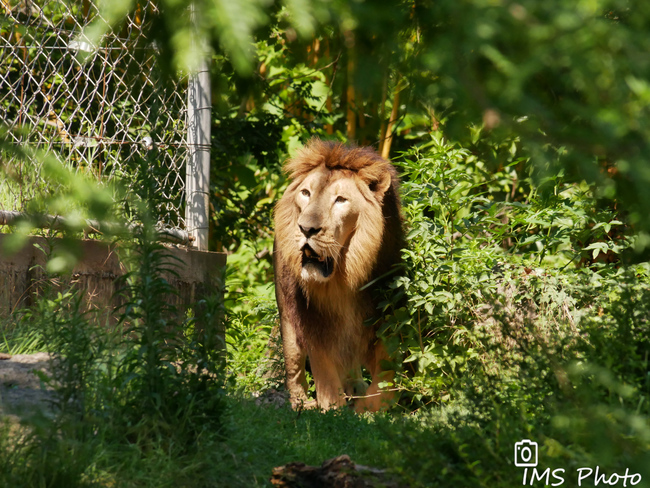 Un lion d'Asie mâle