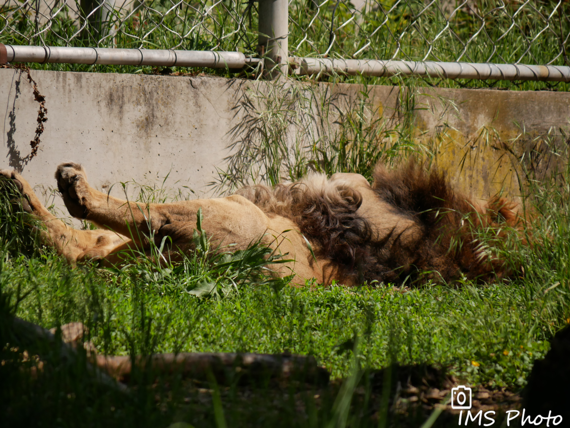 Un lion d'Asie mâle