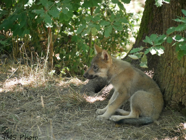 Un jeune loup gris commun