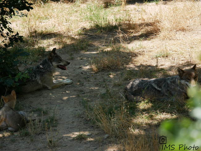 Des loups gris communs