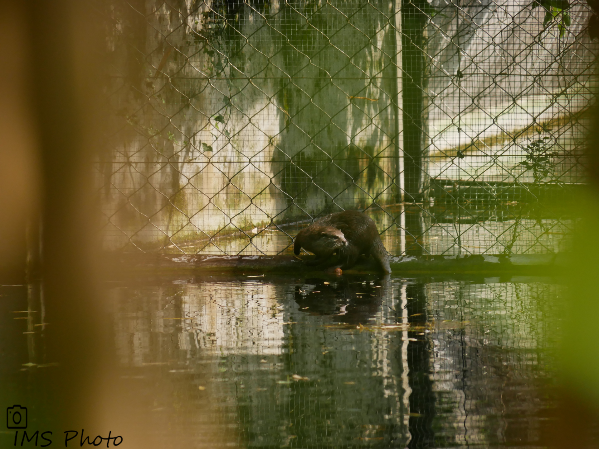 Une loutre asiatique