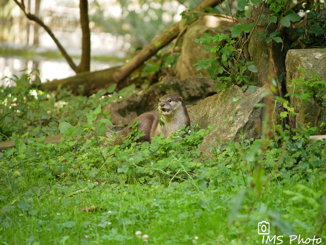 Une loutre asiatique