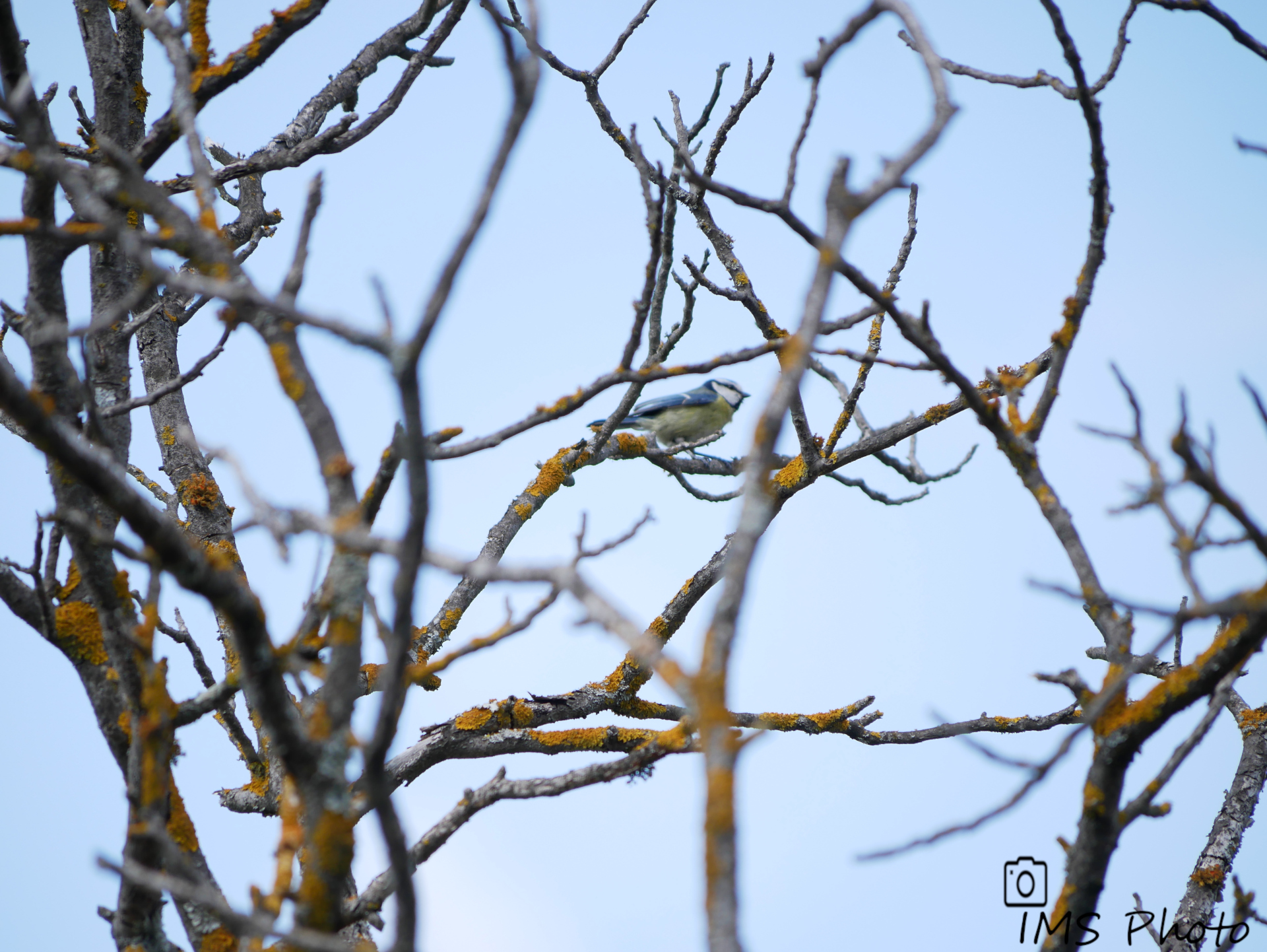 Une mésange bleue