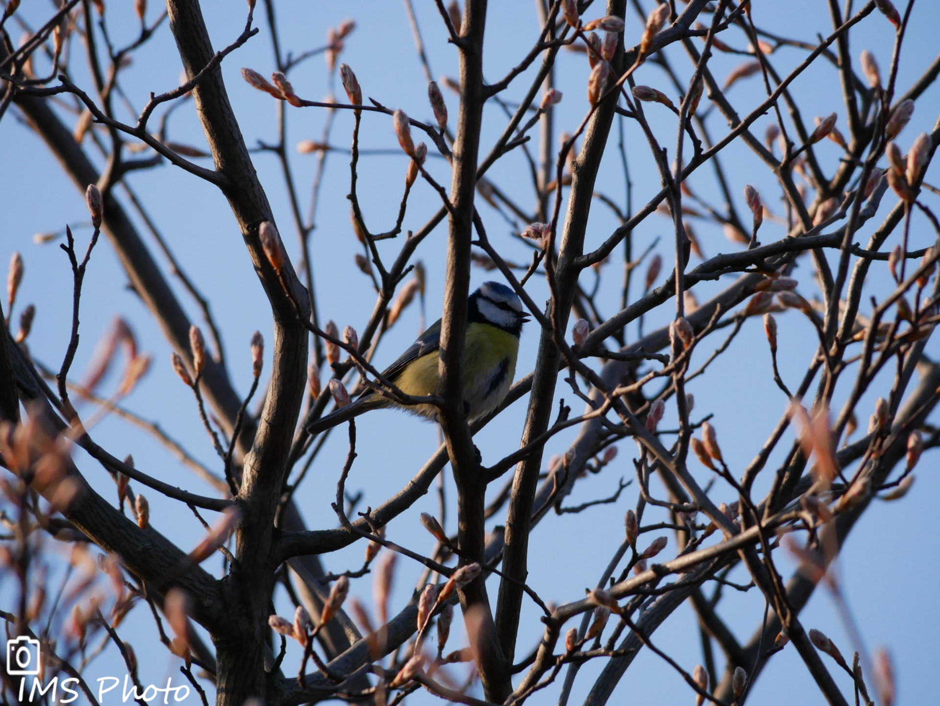 Une mésange bleue