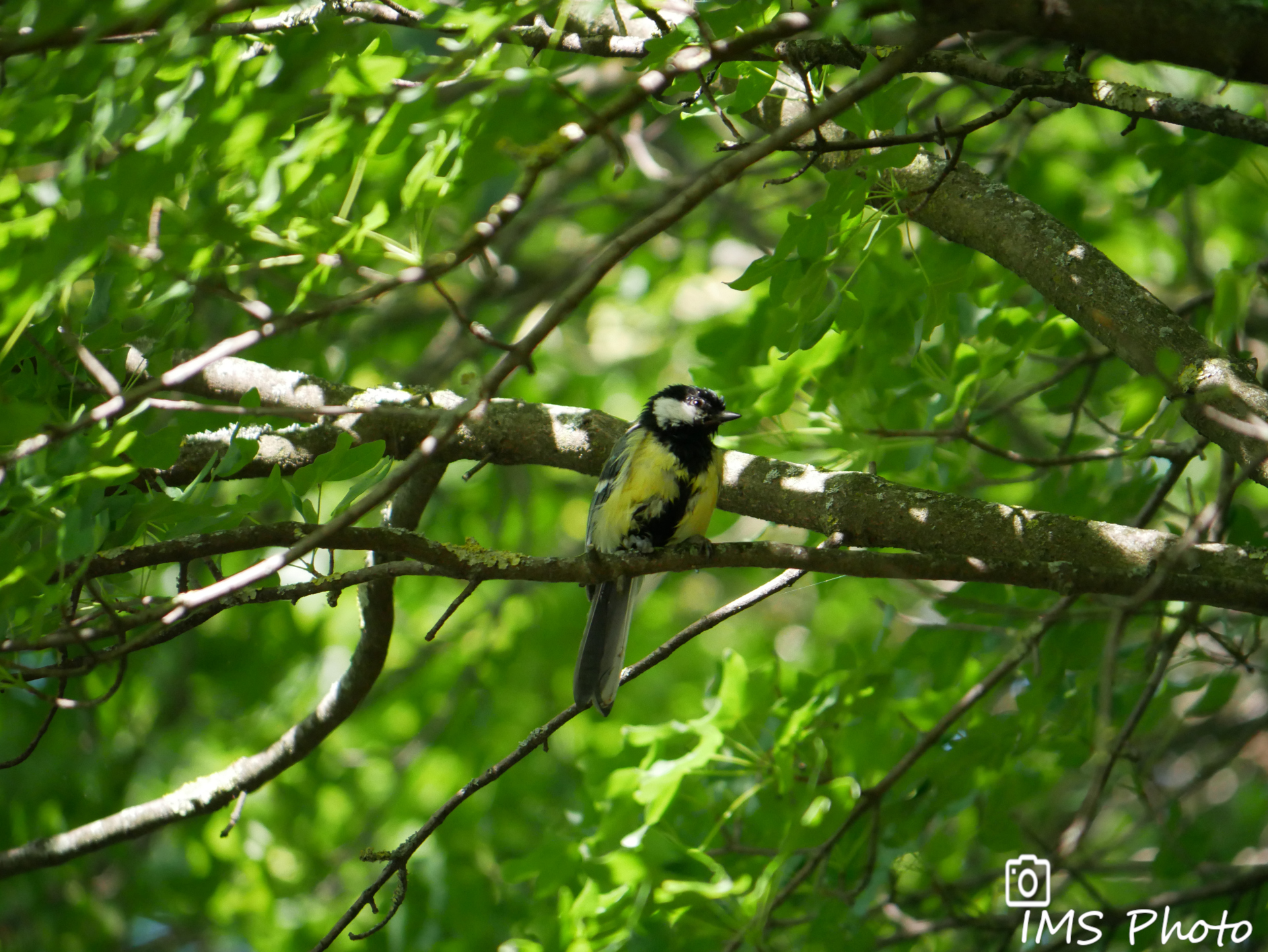 Une mésange charbonnière