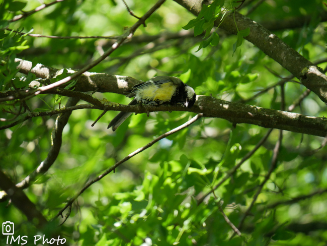 Une mésange charbonnière