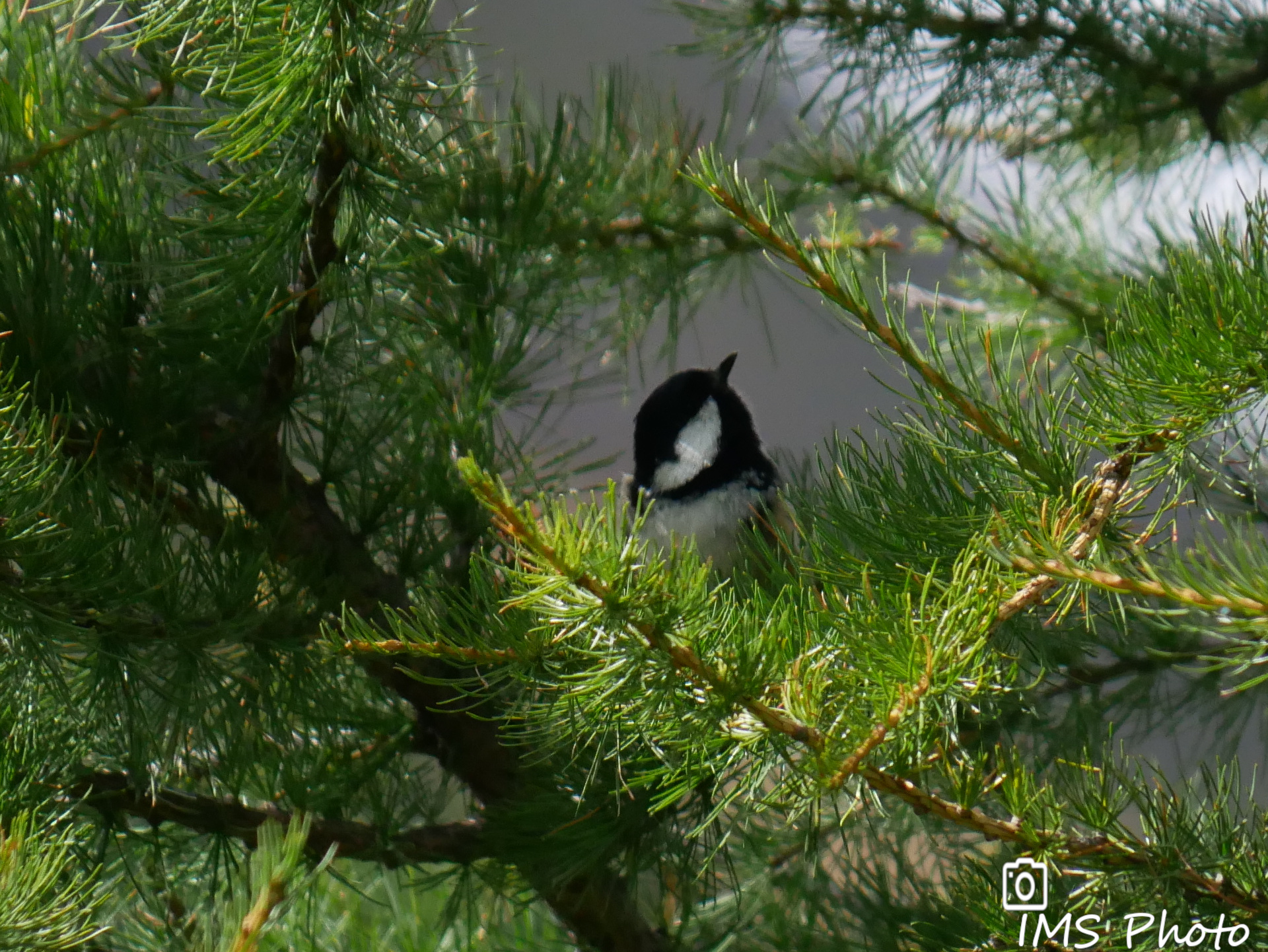 Une mésange noire