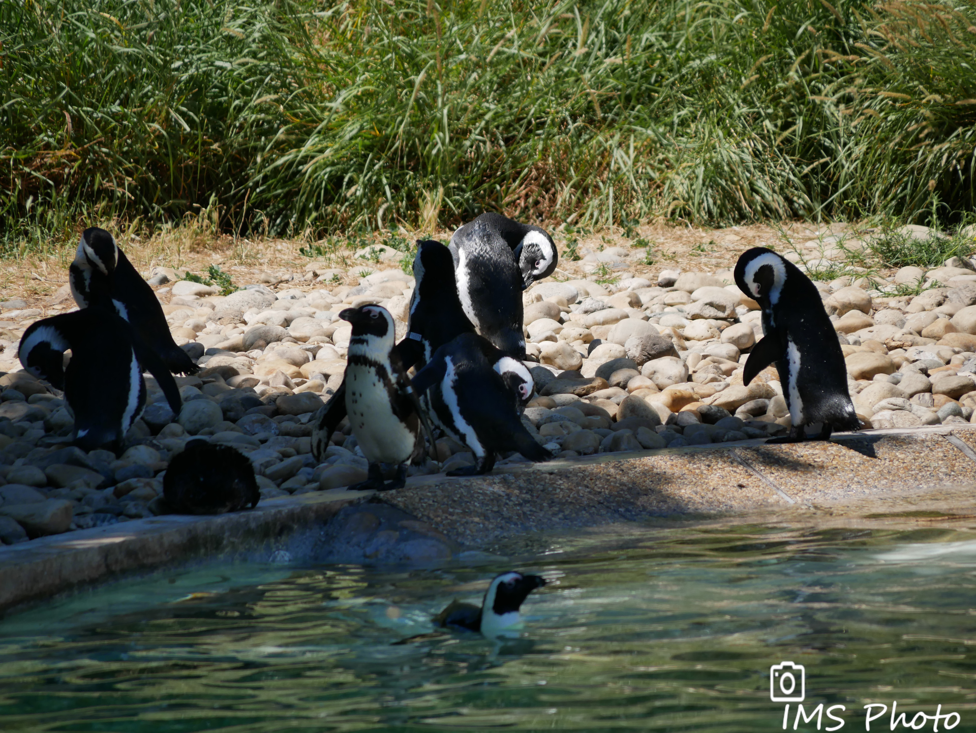 Des manchots du Cap