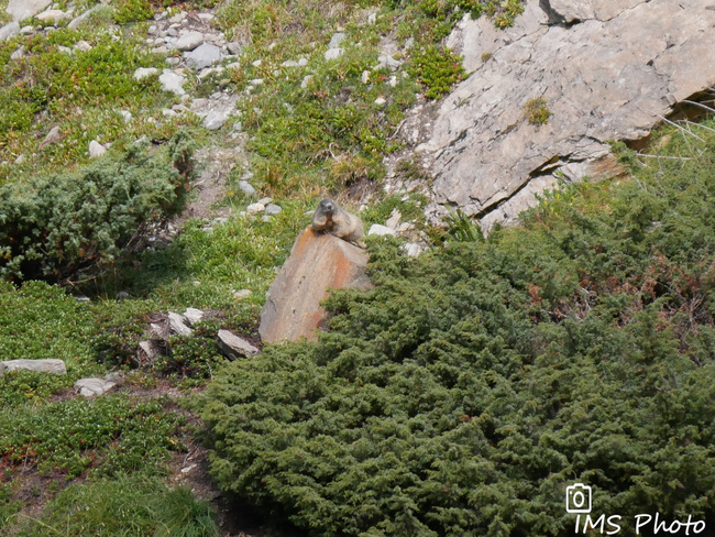 Une marmotte des Alpes