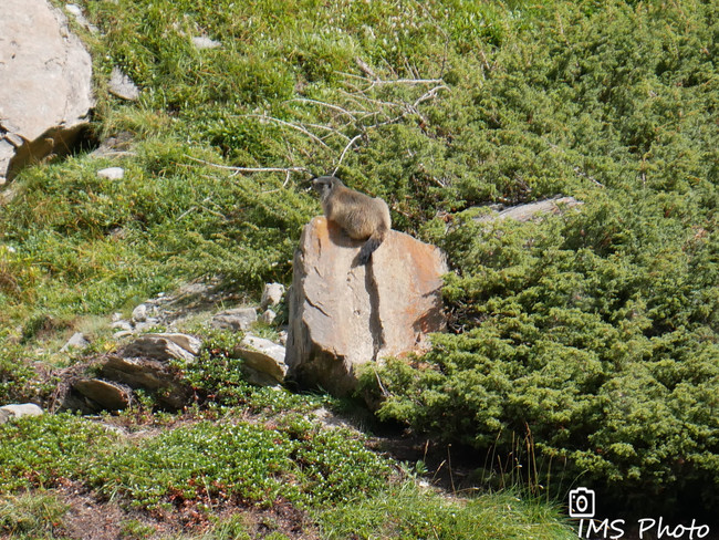 Une marmotte des Alpes