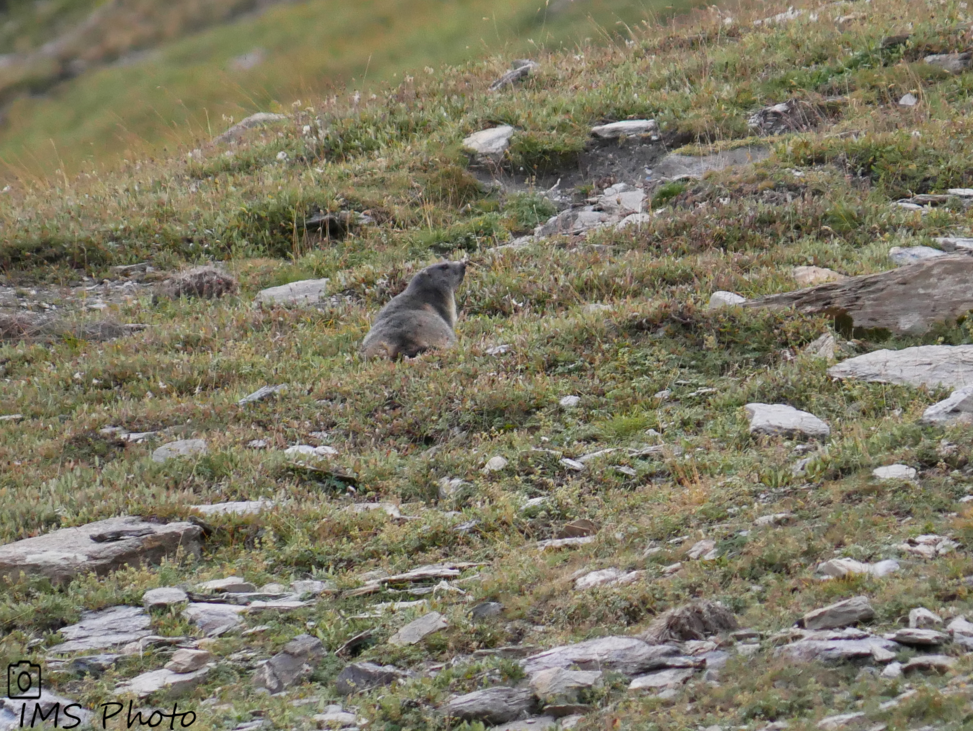 Une marmotte des Alpes