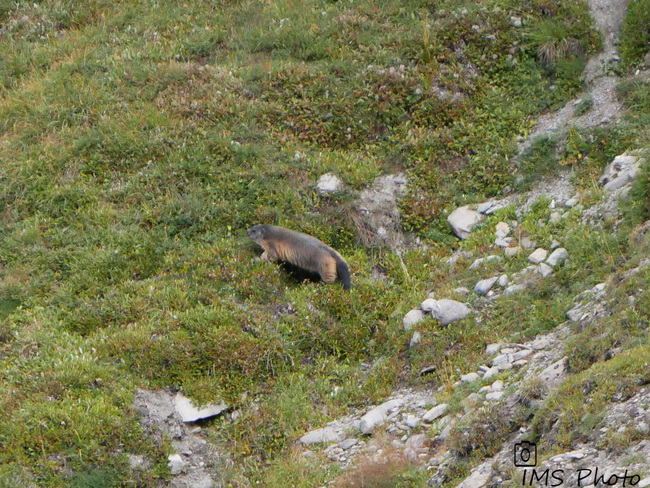 Une marmotte des Alpes