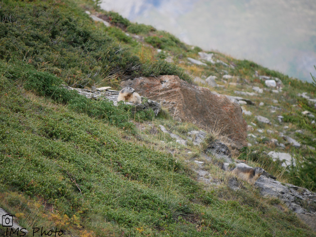 Des marmottes des Alpes