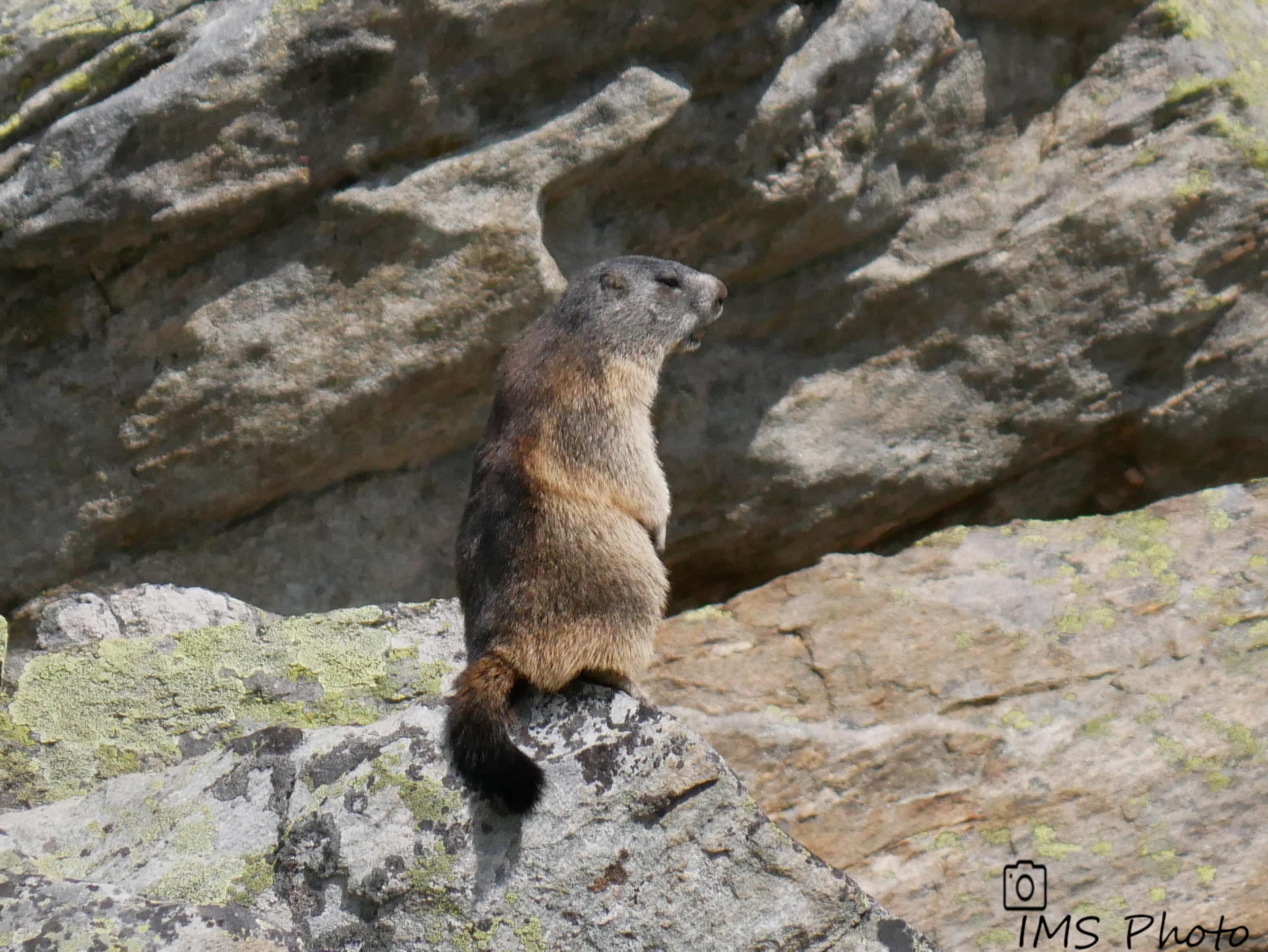 Une marmotte des Alpes