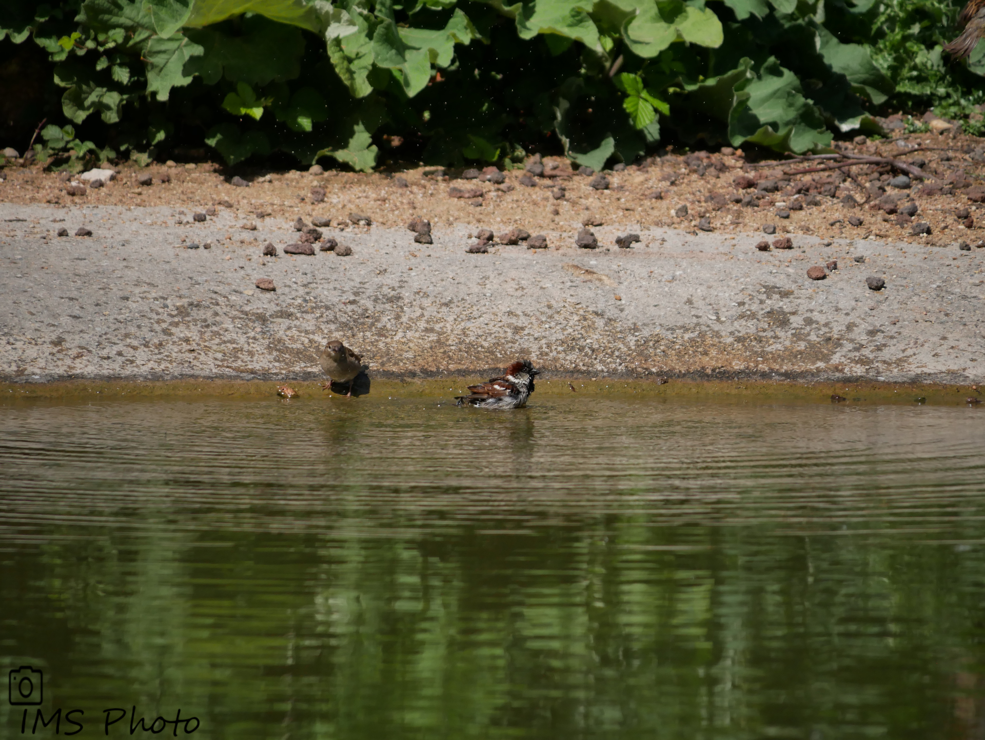 Des moineaux domestiques